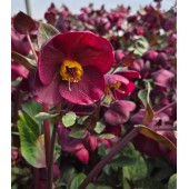 Морозник Helleborus Frostkiss Vibey Velvet